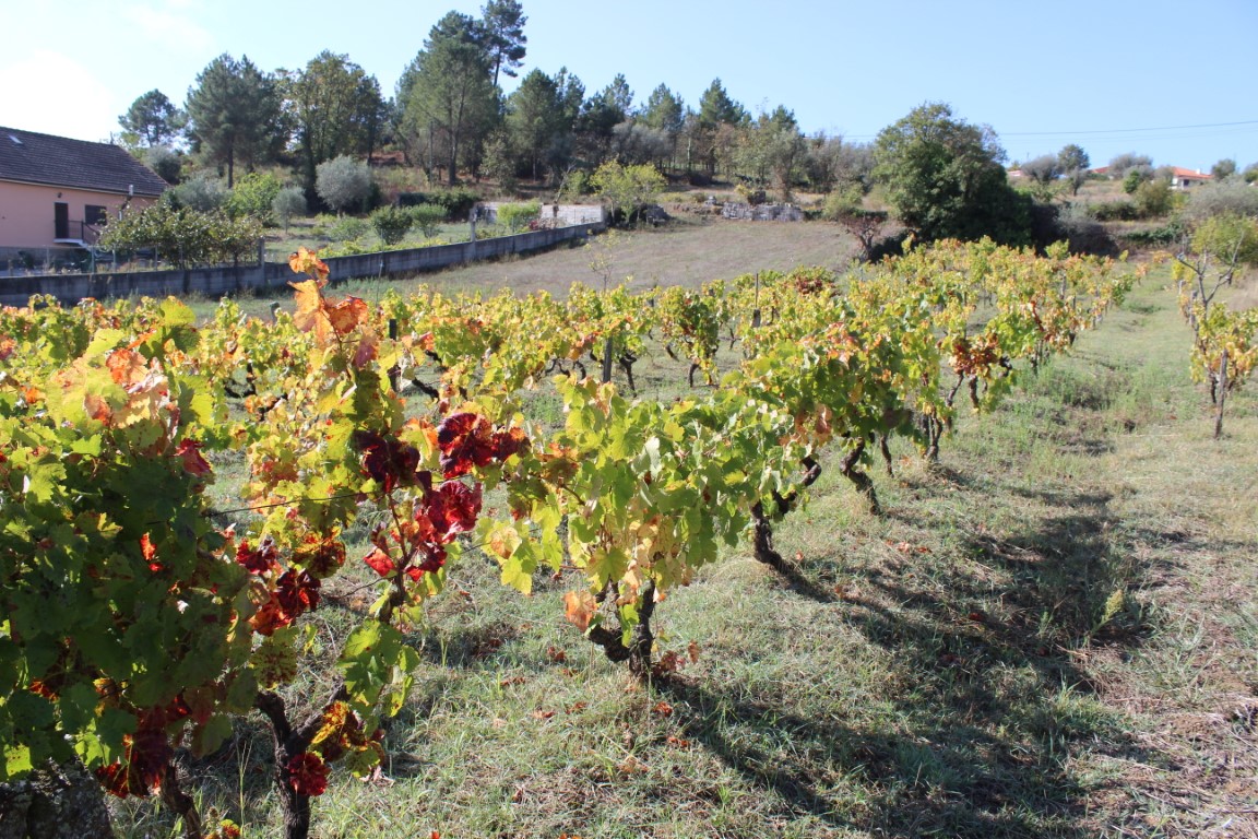 Venda - Terreno - Chaves